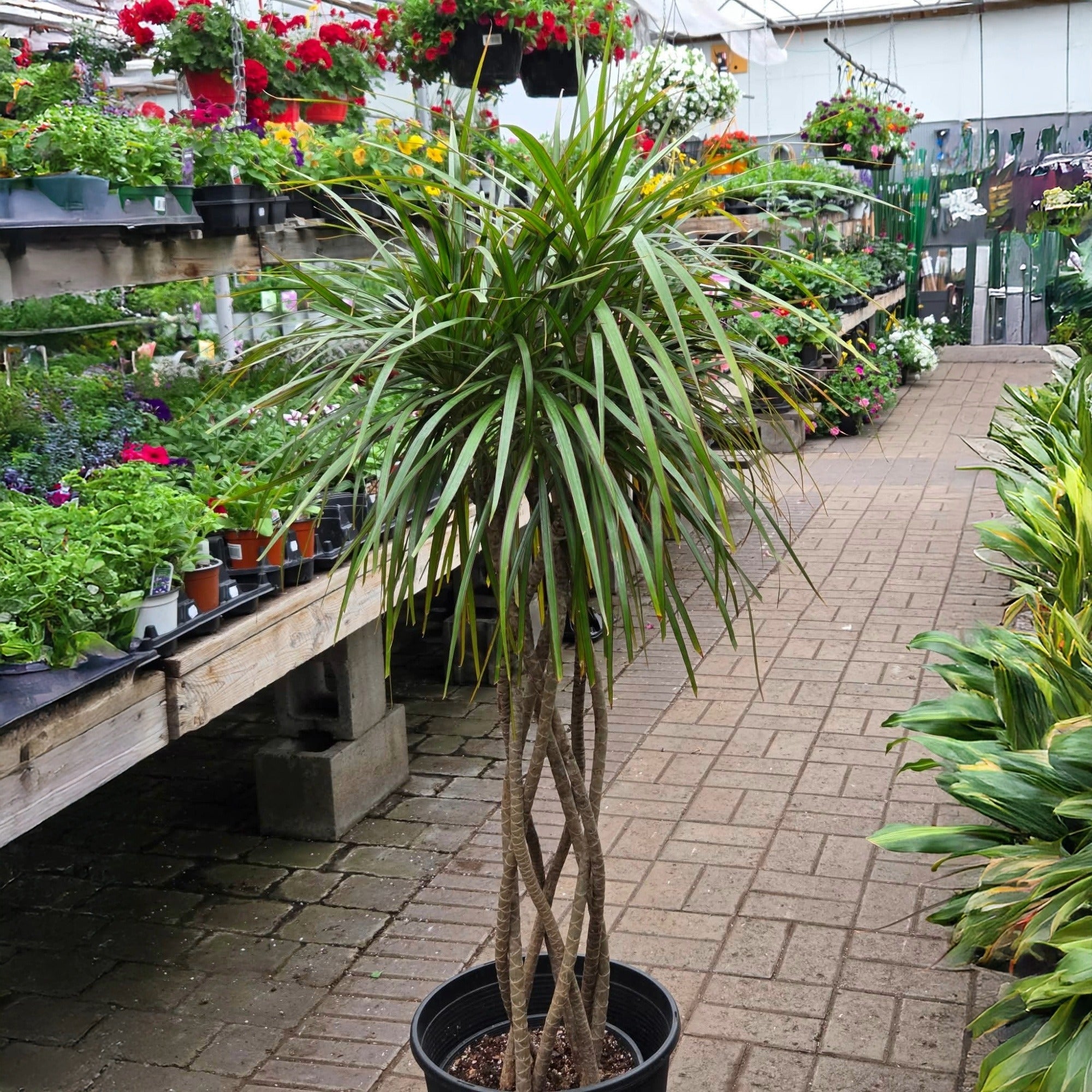 Dracaena marginata - Braided Madagascar Dragon Tree