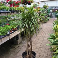 Dracaena marginata - Braided Madagascar Dragon Tree