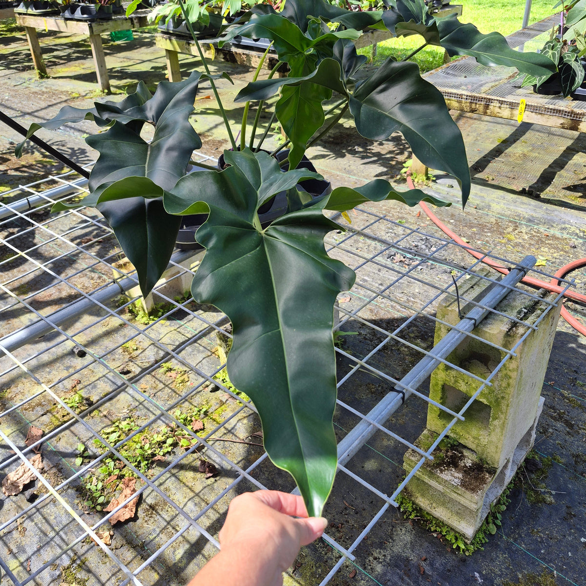 Philodendron Thaumatophyllum Goeldii X Selloum "African Fantasy, Exact Plant