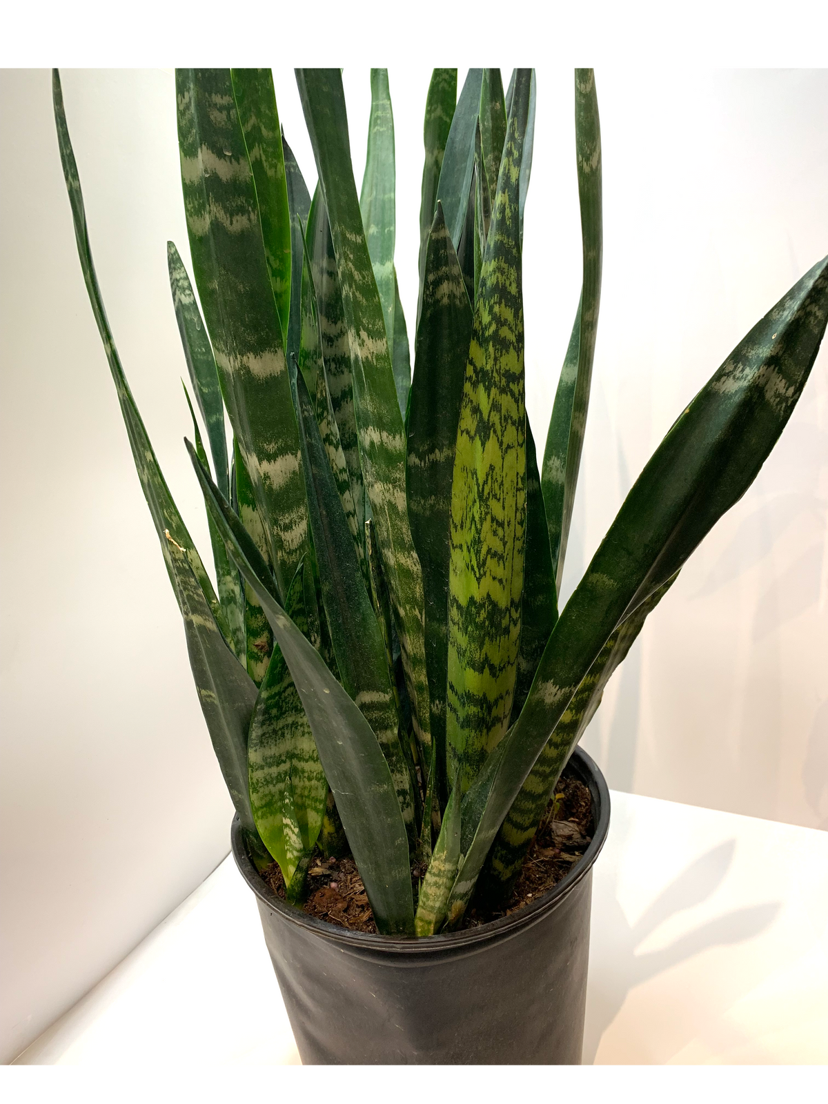 Sansevieria 'Zeylanica' | Snake Plant
