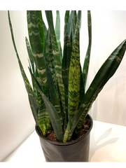 Sansevieria 'Zeylanica' | Snake Plant