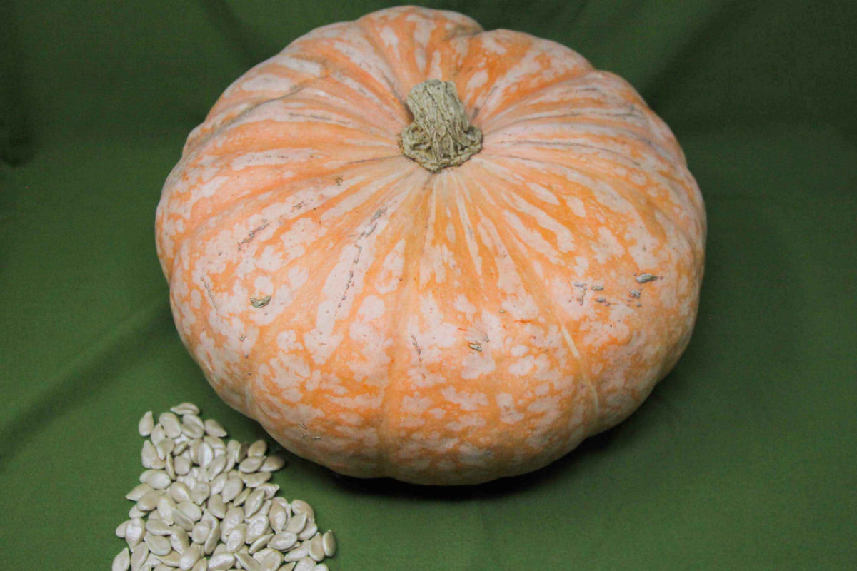 Squash, Lower Salmon River